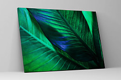 Obraz Banánovník 1813